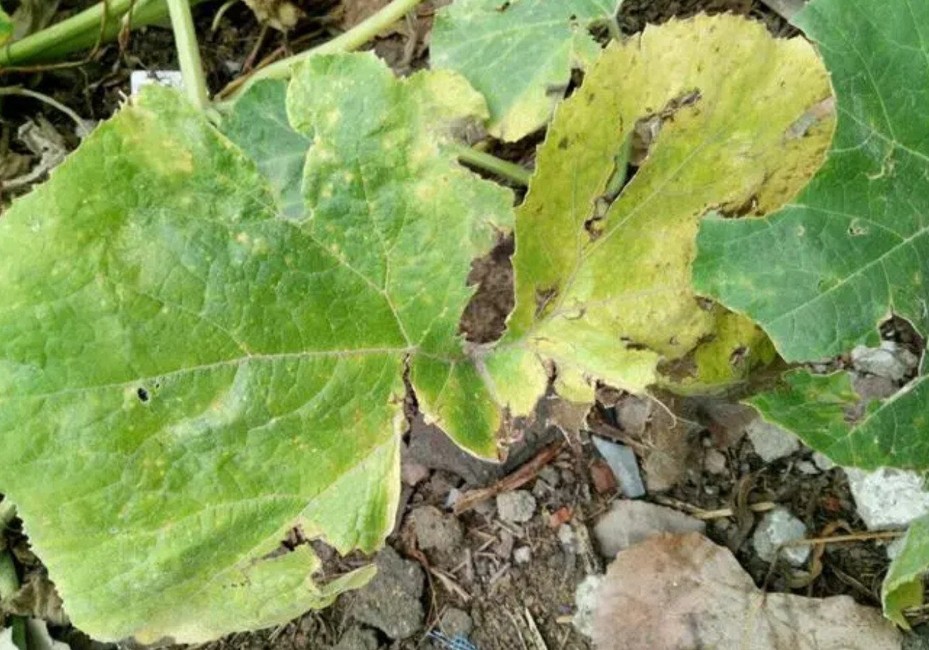 農(nóng)業(yè)植物病理學(xué)的主要研究方向介紹！